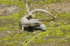 Tropidurus torquatus