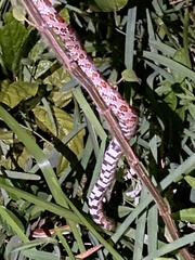 Pantherophis guttatus