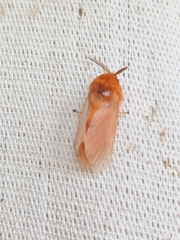 Thoscora