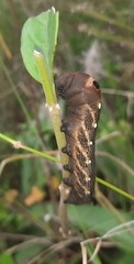 Xylophanes falco