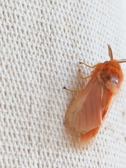 Thoscora