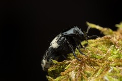Creophilus maxillosus