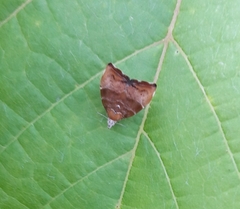 Choreutis nemorana