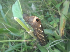 Xylophanes falco