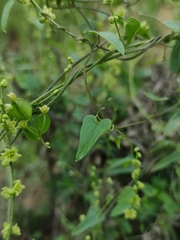 Dioscorea