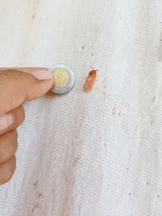 Thoscora