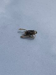 Nepomorpha