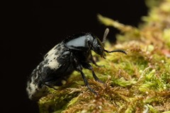 Creophilus maxillosus