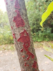 Tulasnella aurantiaca