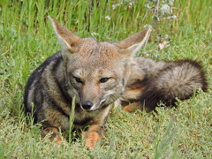 Lycalopex griseus