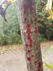 Tulasnella aurantiaca