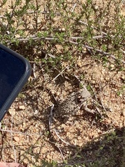 Phrynosoma blainvillii