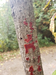 Tulasnella aurantiaca