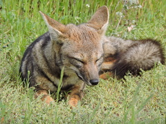 Lycalopex griseus
