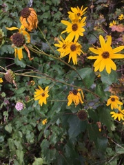 Helianthus atrorubens