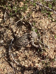 Phrynosoma blainvillii