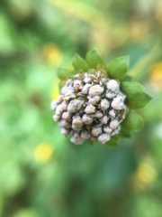 Helianthus atrorubens