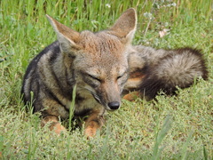 Lycalopex griseus