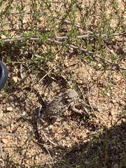 Phrynosoma blainvillii