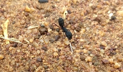 Camponotus compressus