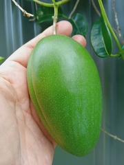 Stephanotis floribunda