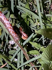 Pantherophis guttatus
