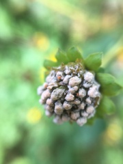 Helianthus atrorubens