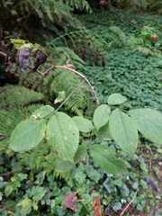 Sambucus racemosa