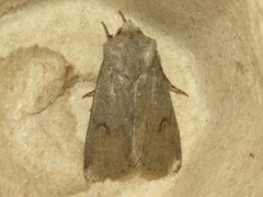 Agrotis vetusta