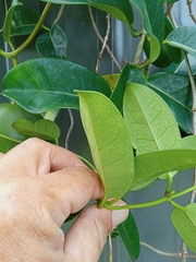 Stephanotis floribunda