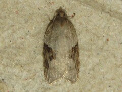 Acleris macdunnoughi