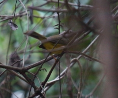 Basileuterus culicivorus