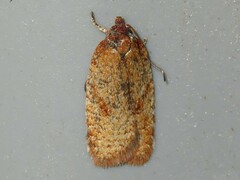 Acleris stadiana