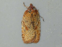 Acleris stadiana