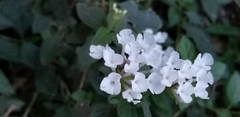 Lantana