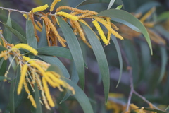 Acacia brassii