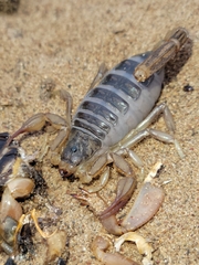 Paruroctonus silvestrii