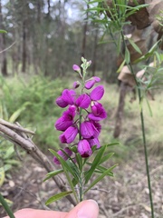 Polygala virgata