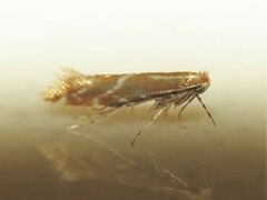 Cremastobombycia solidaginis