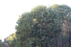Acacia brassii