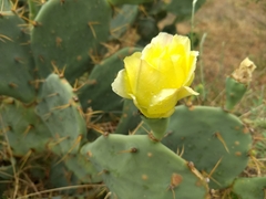 Opuntia stricta