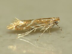 Cremastobombycia solidaginis