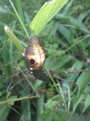 Xylophanes falco