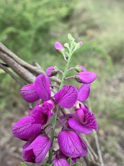 Polygala virgata