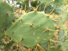 Opuntia stricta