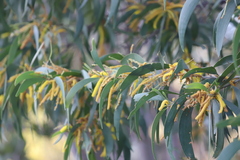 Acacia brassii