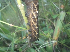 Xylophanes falco