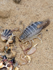 Paruroctonus silvestrii