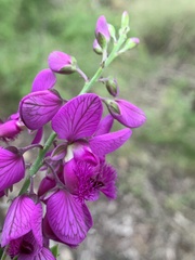 Polygala virgata