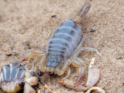 California common scorpion photo 3